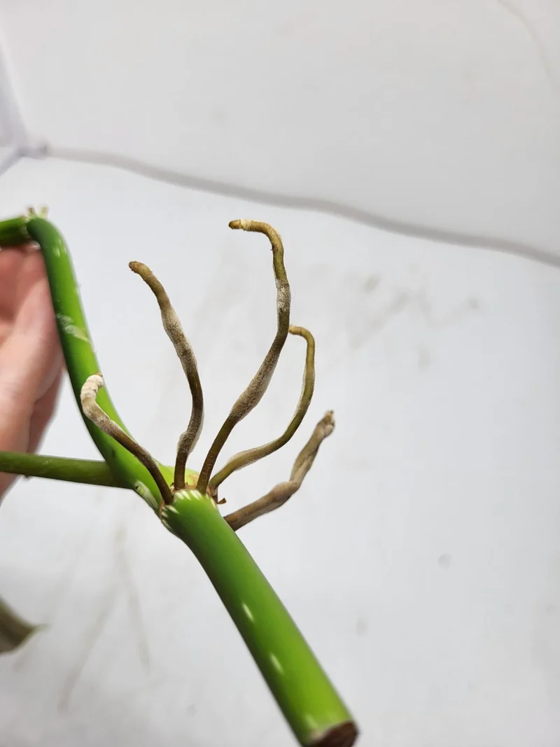 Philodendron Splendid Steckling