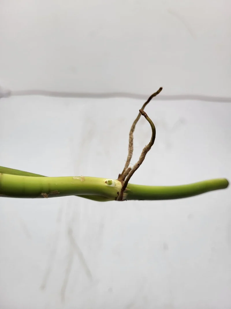 Philodendron Splendid Steckling