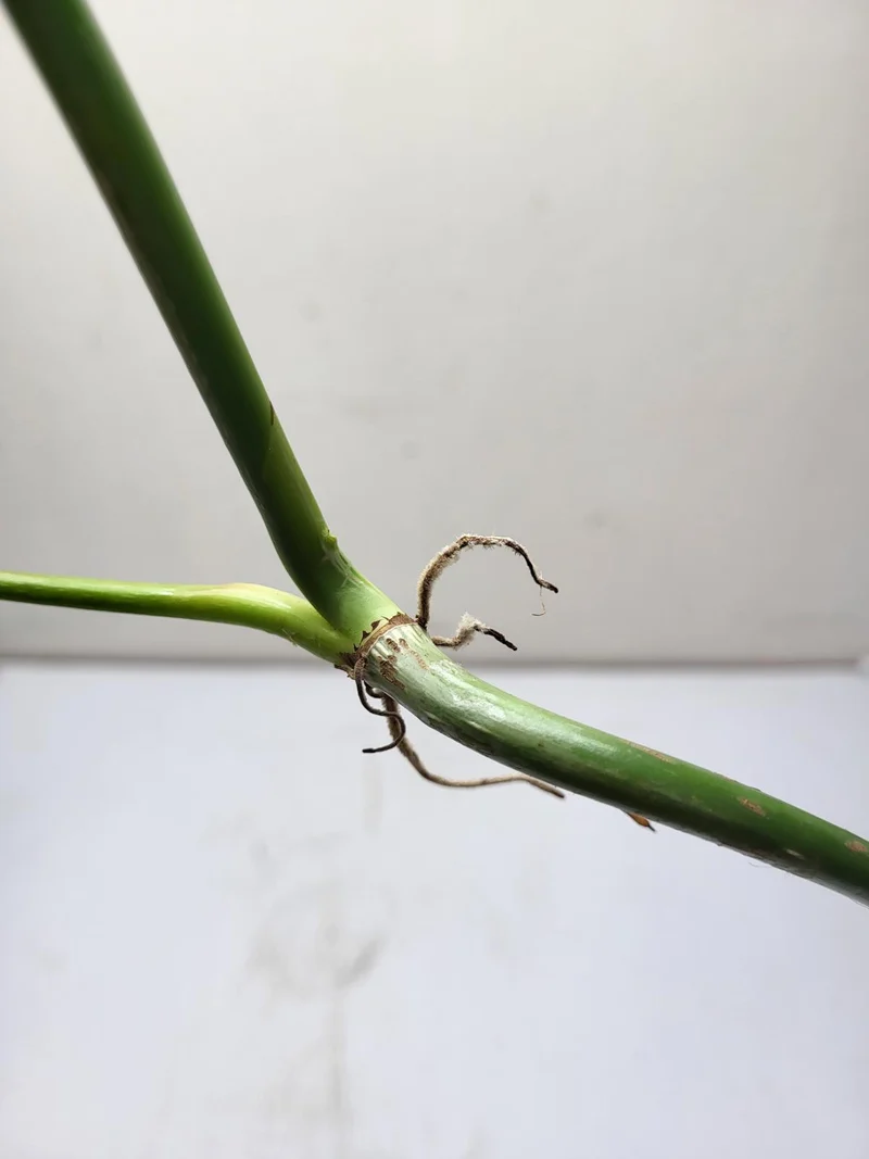 Philodendron Splendid Steckling