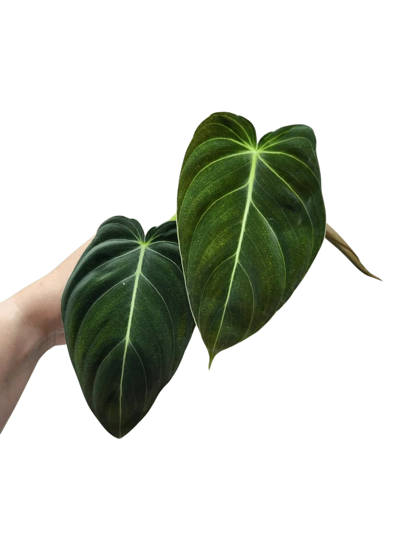 Philodendron Melanochrysum Steckling