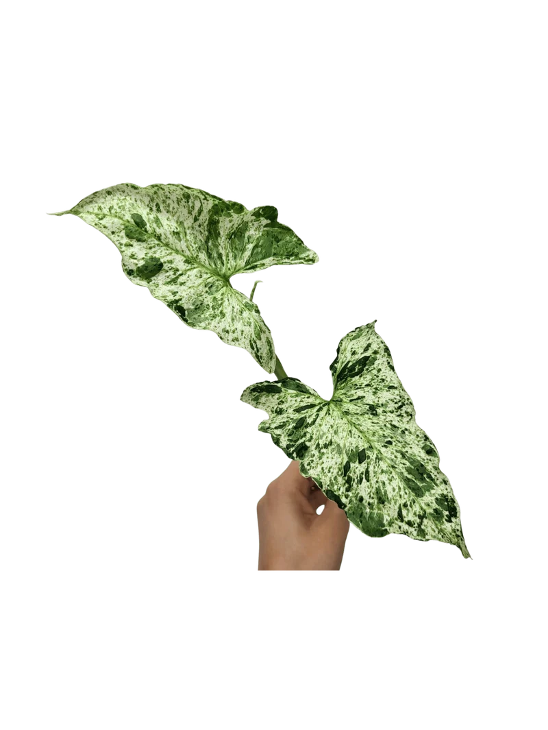 Syngonium Mottled Steckling
