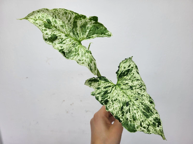 Syngonium Mottled Steckling