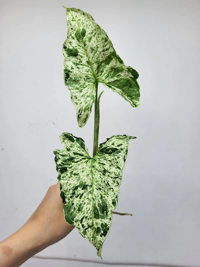 Syngonium Mottled Steckling