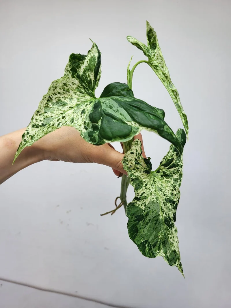 Syngonium Mottled Steckling