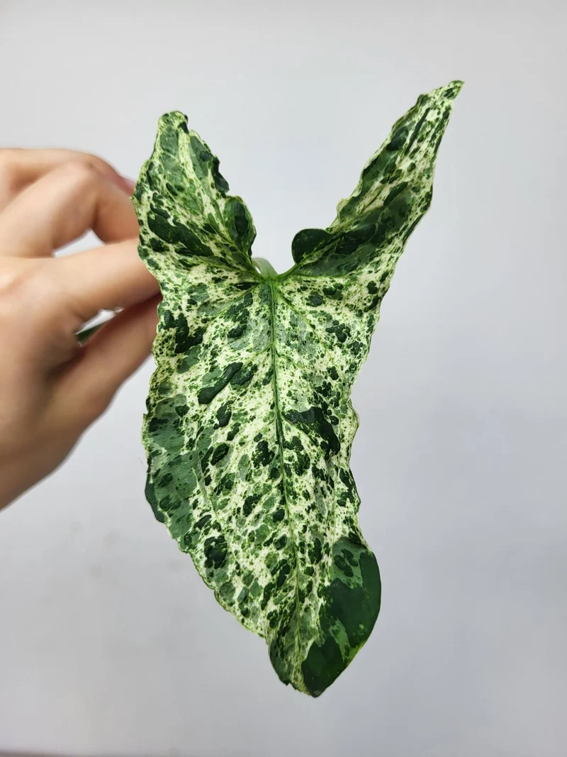 Syngonium Mottled Steckling