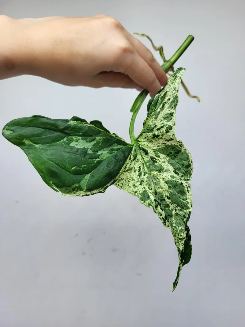 Syngonium Mottled Steckling