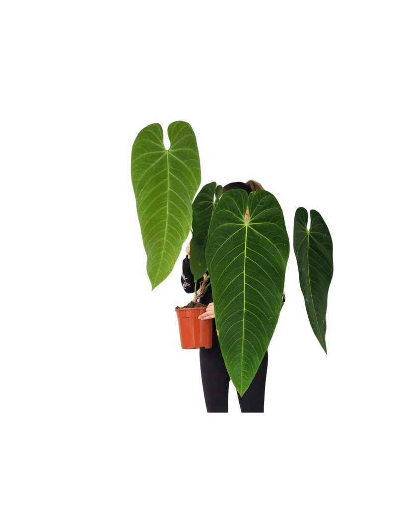 Anthurium Queremalense XXL