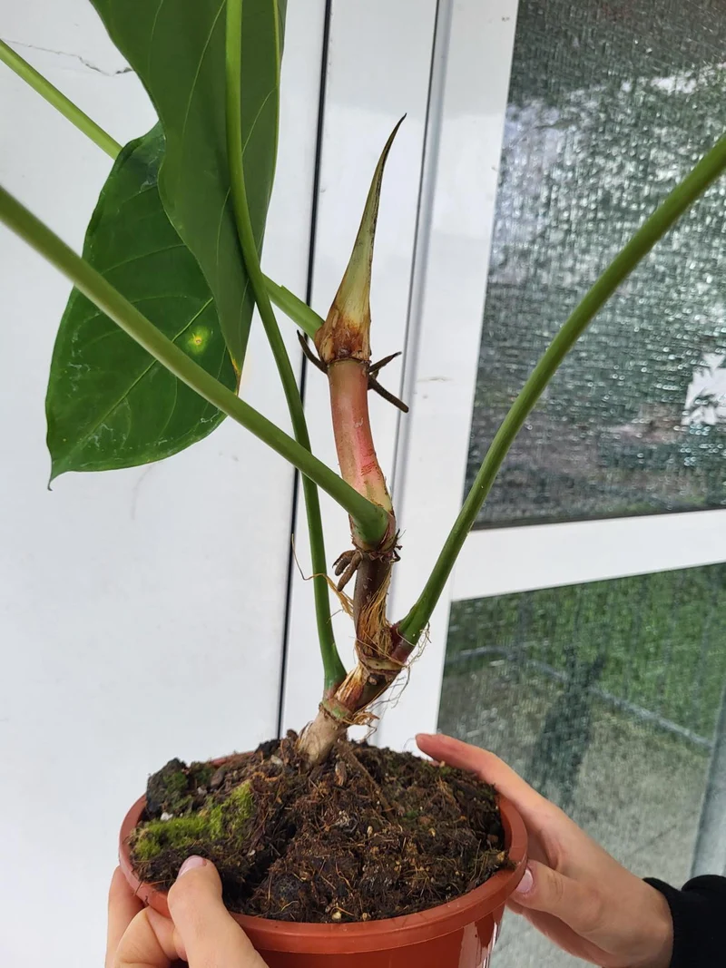 Anthurium Queremalense XXL