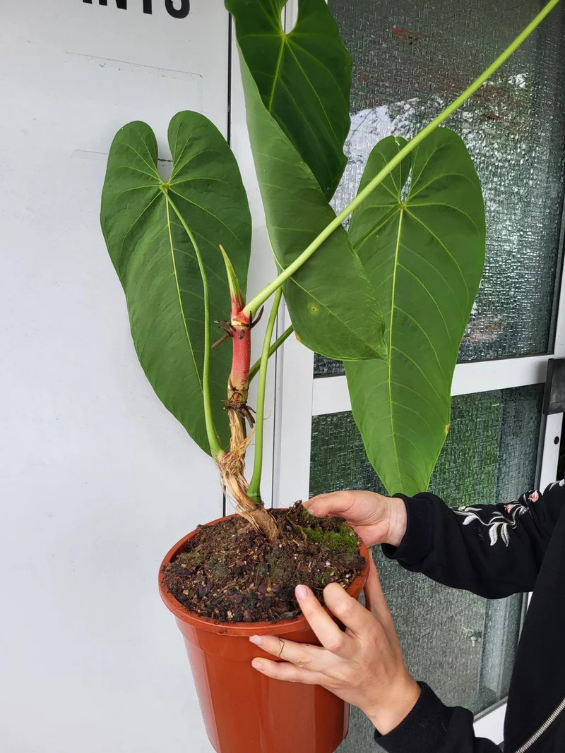 Anthurium Queremalense XXL