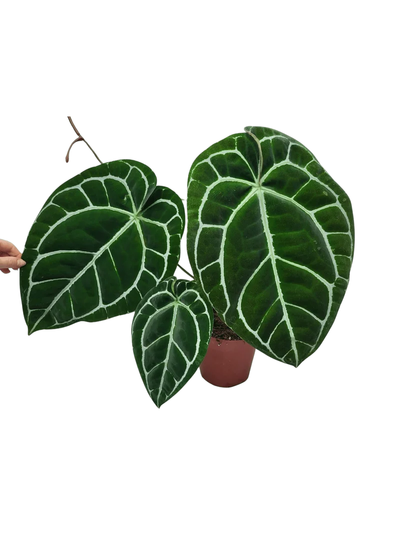 Anthurium Crystallinum (Groß) mit Blüte
