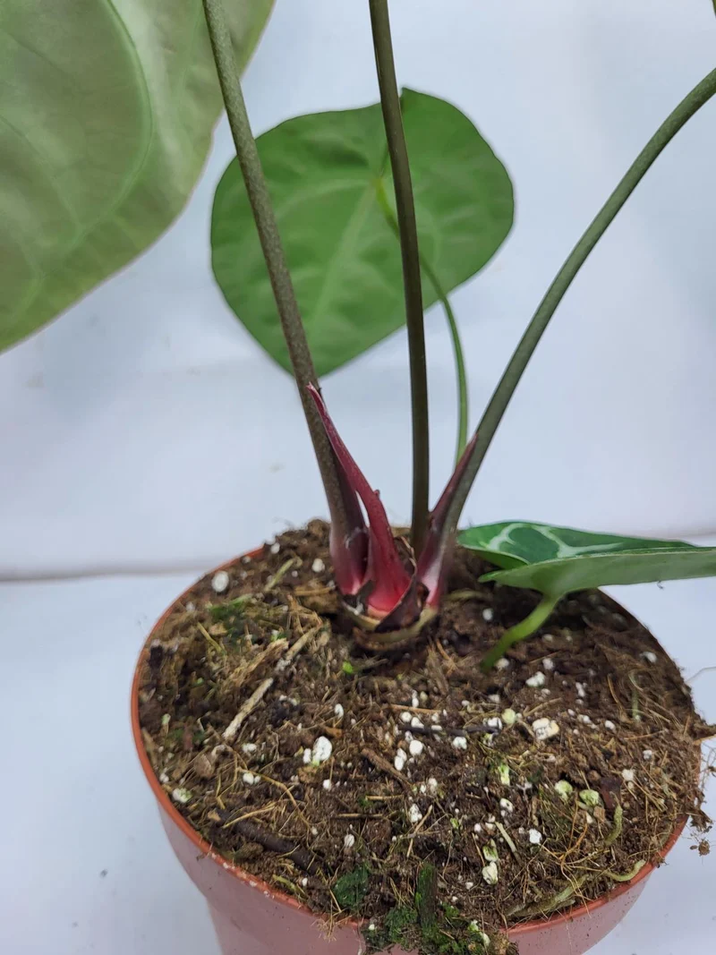 Anthurium Crystallinum (Groß) mit Blüte