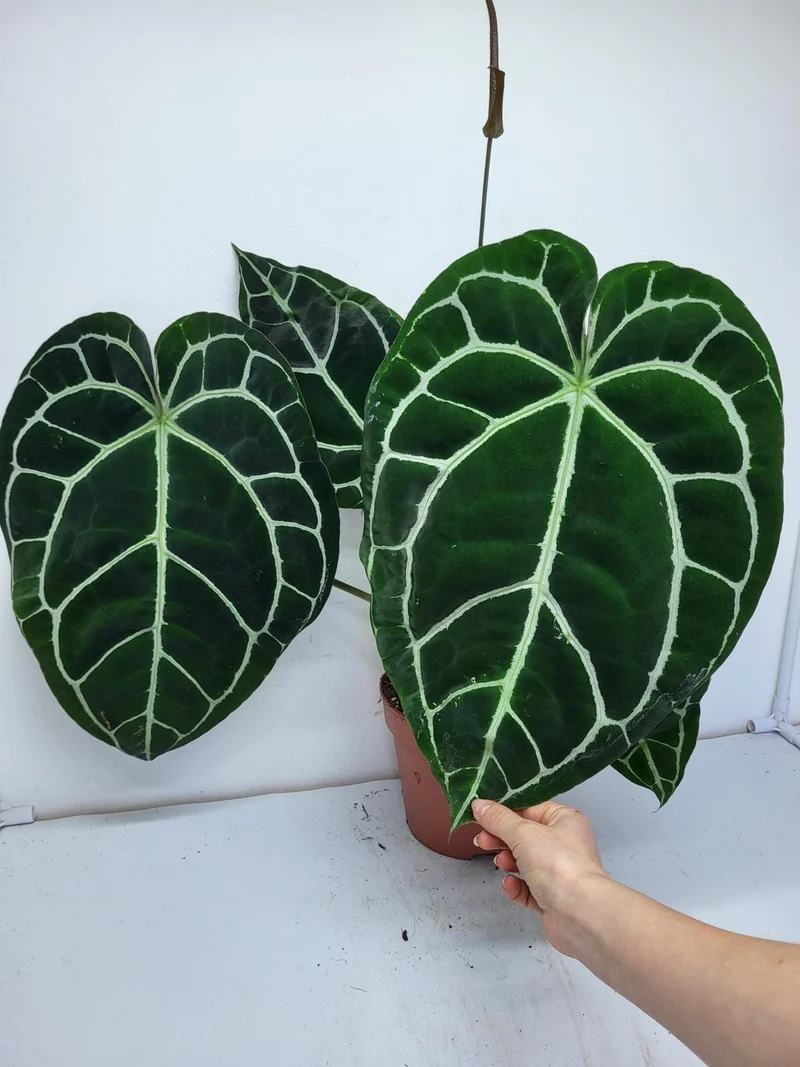 Anthurium Crystallinum (Groß) mit Blüte