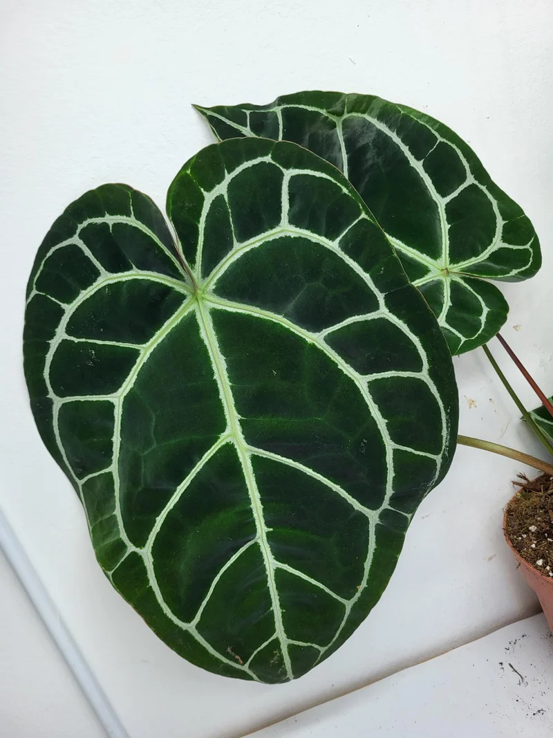Anthurium Crystallinum (Groß) mit Blüte