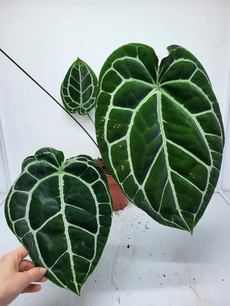 Anthurium Crystallinum (Groß) mit Blüte