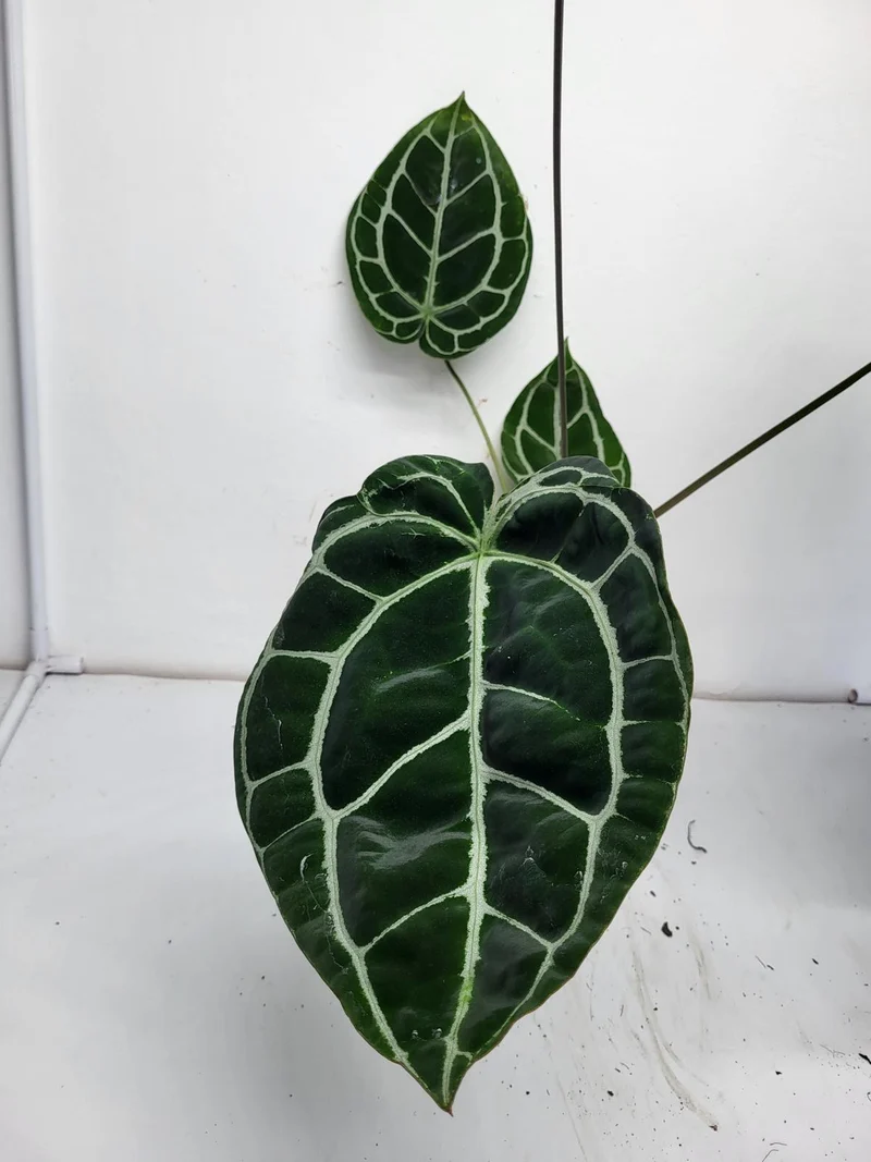 Anthurium Crystallinum (Groß) mit Blüte