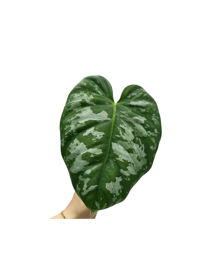 Philodendron Brandtianum Wild Form Steckling