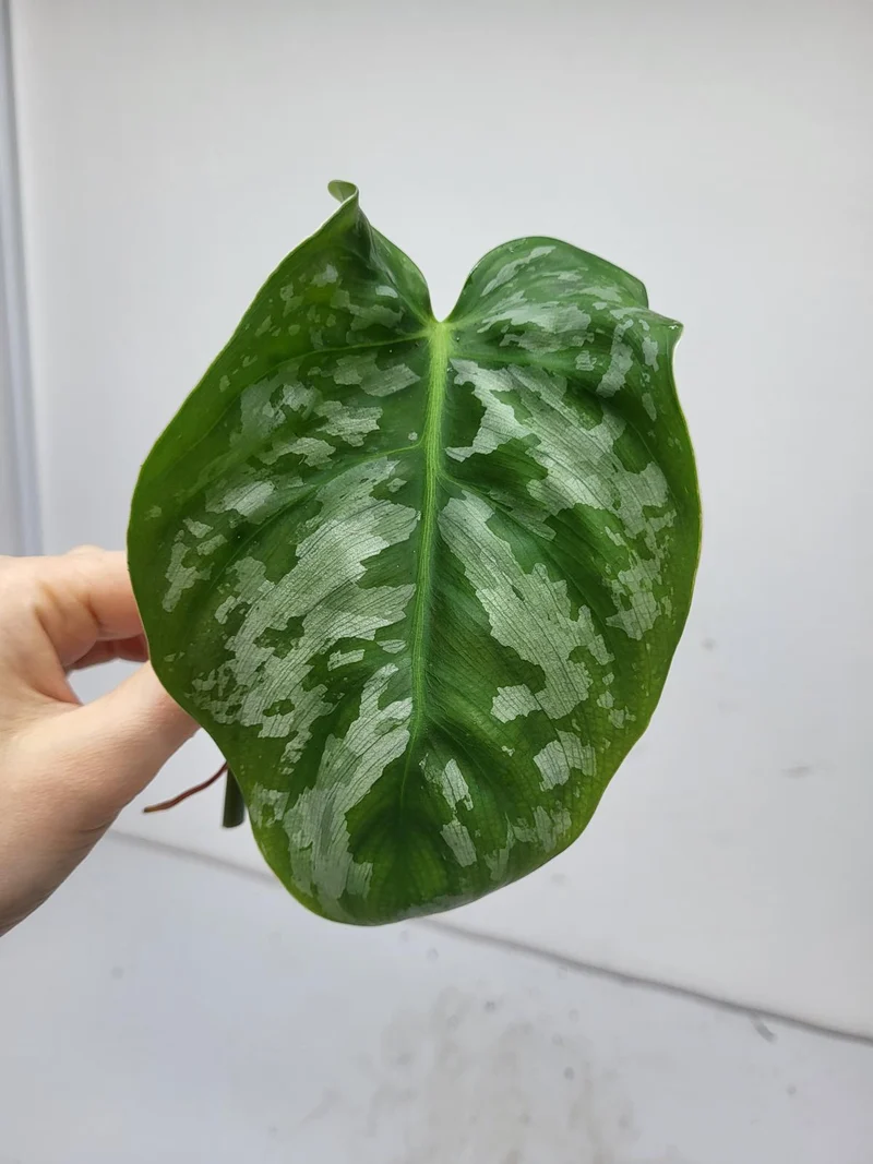 Philodendron Brandtianum Wild Form Steckling