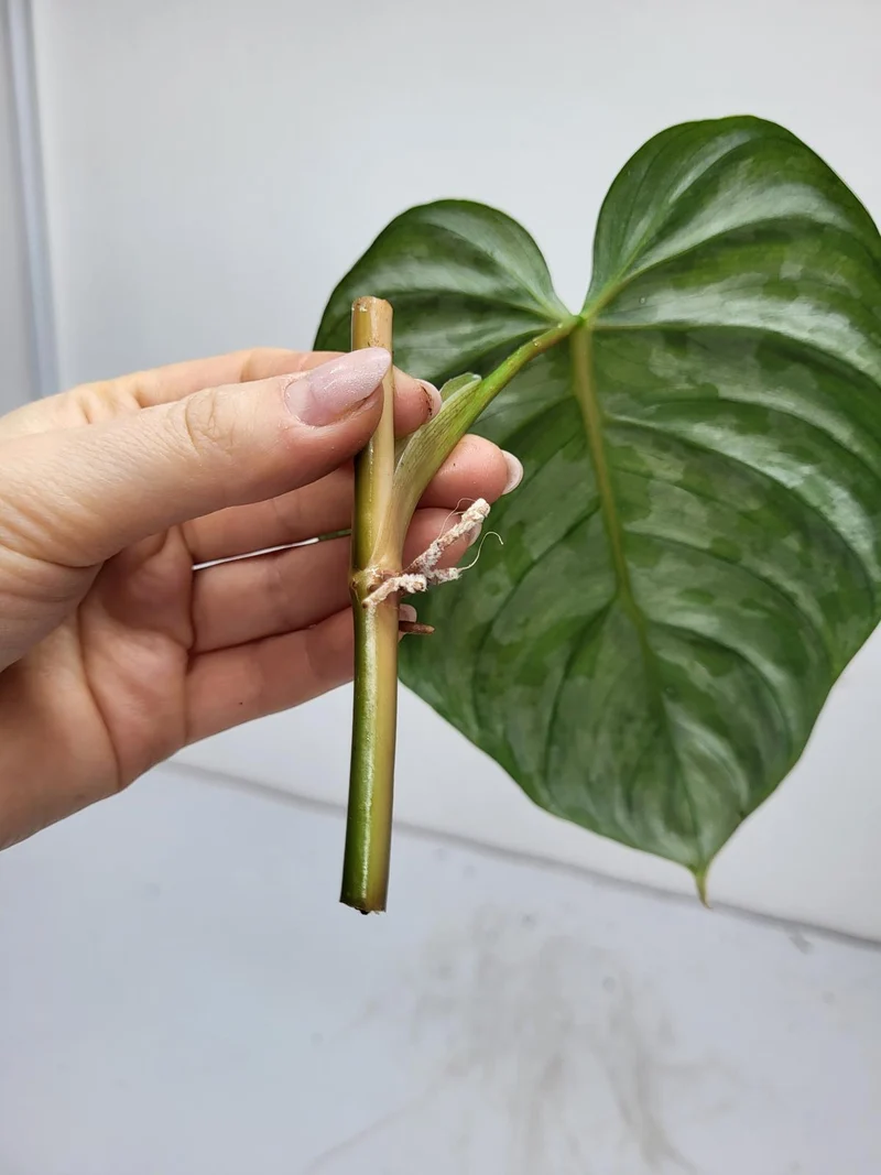 Philodendron Brandtianum Wild Form Steckling
