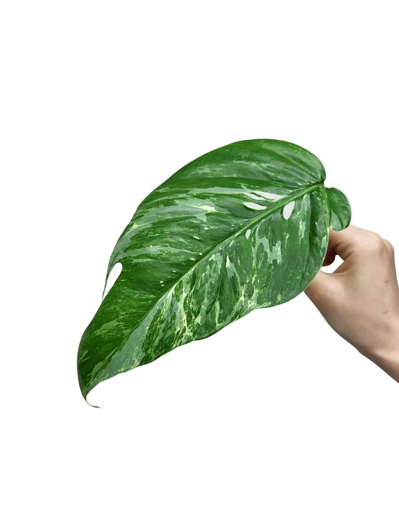 Epipremnum Pinnatum Variegata Steckling