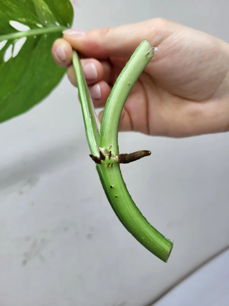 Epipremnum Pinnatum Variegata Steckling