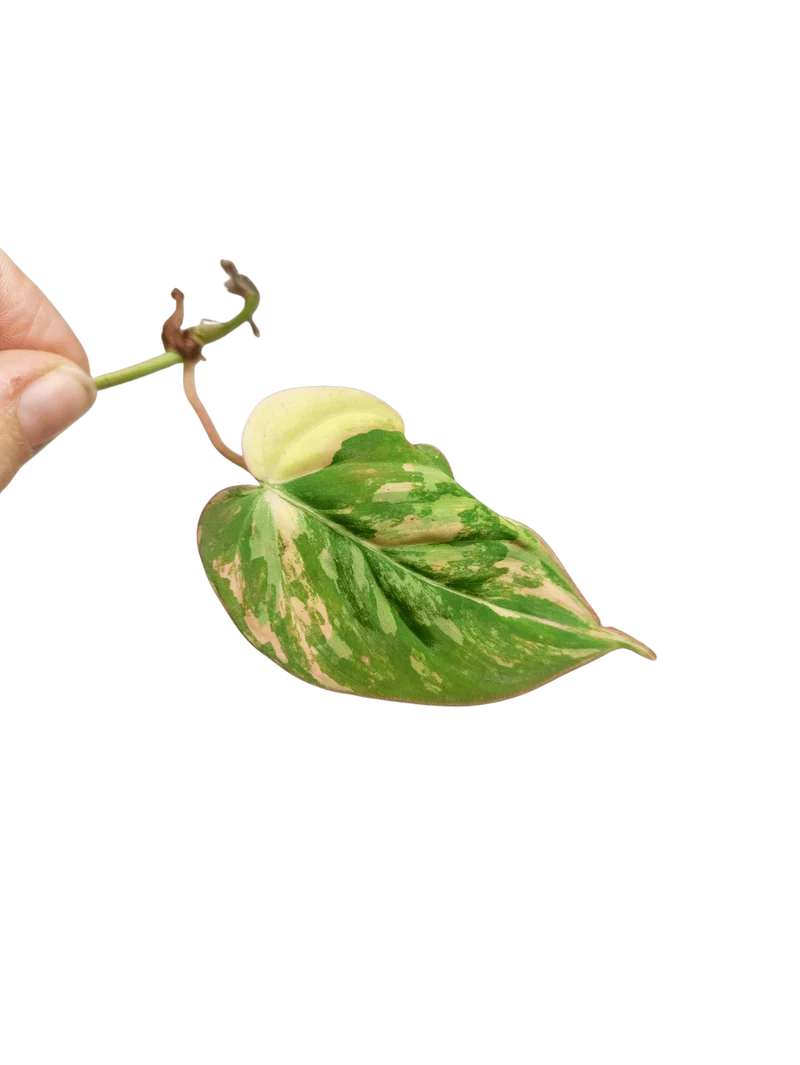Philodendron Micans Aurea Steckling