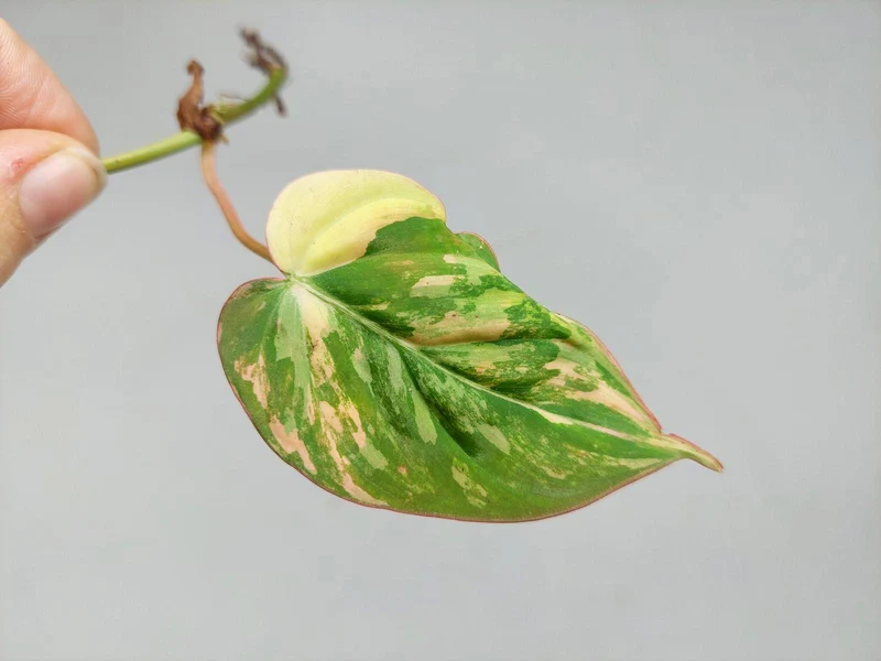 Philodendron Micans Aurea Steckling