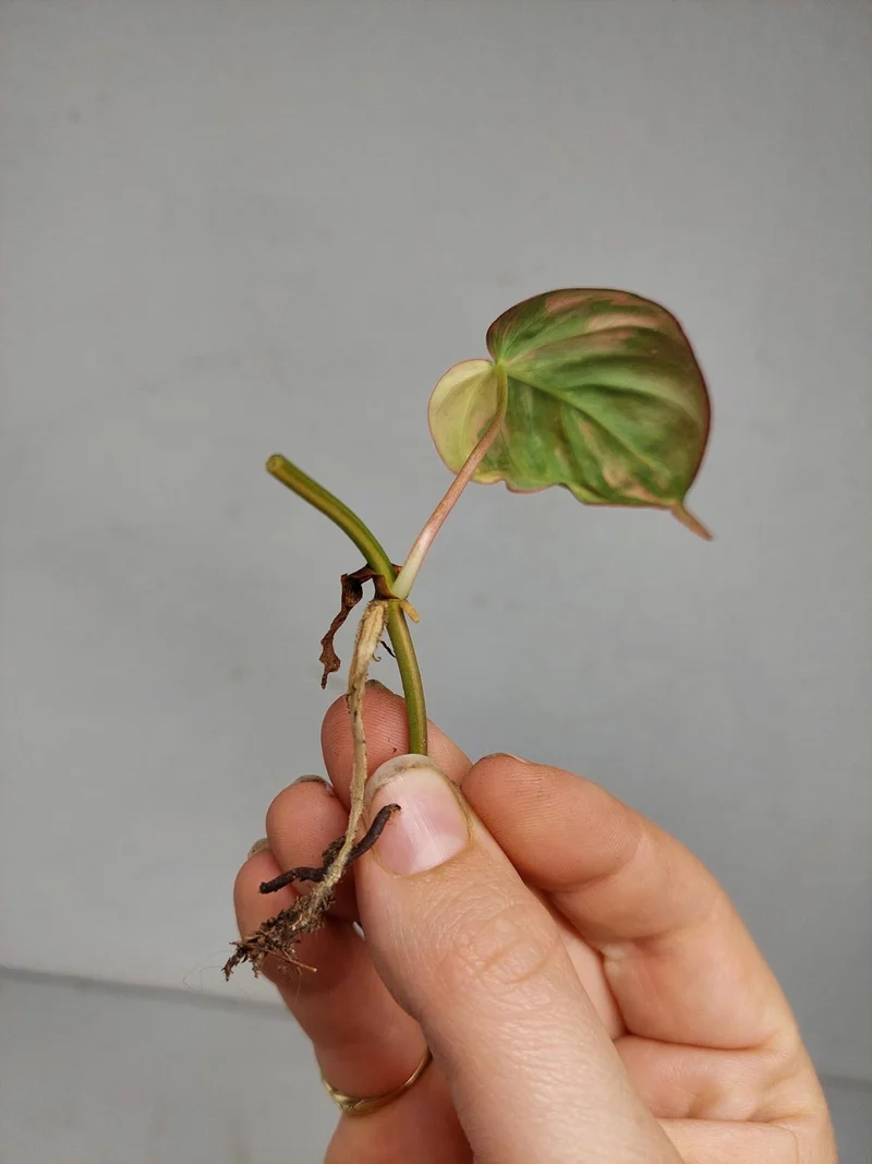 Philodendron Micans Aurea Steckling