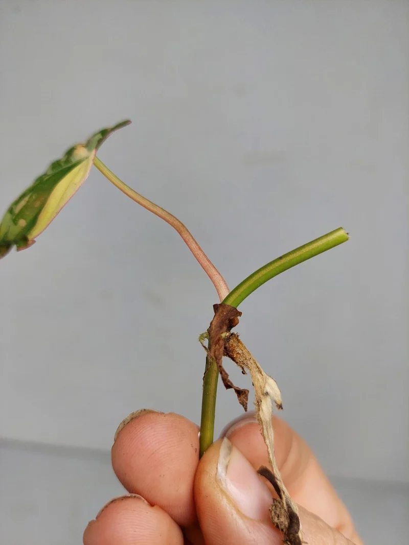 Philodendron Micans Aurea Steckling