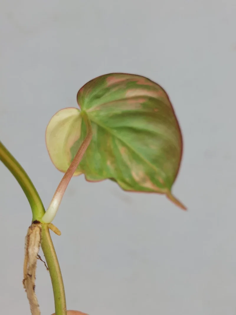 Philodendron Micans Aurea Steckling