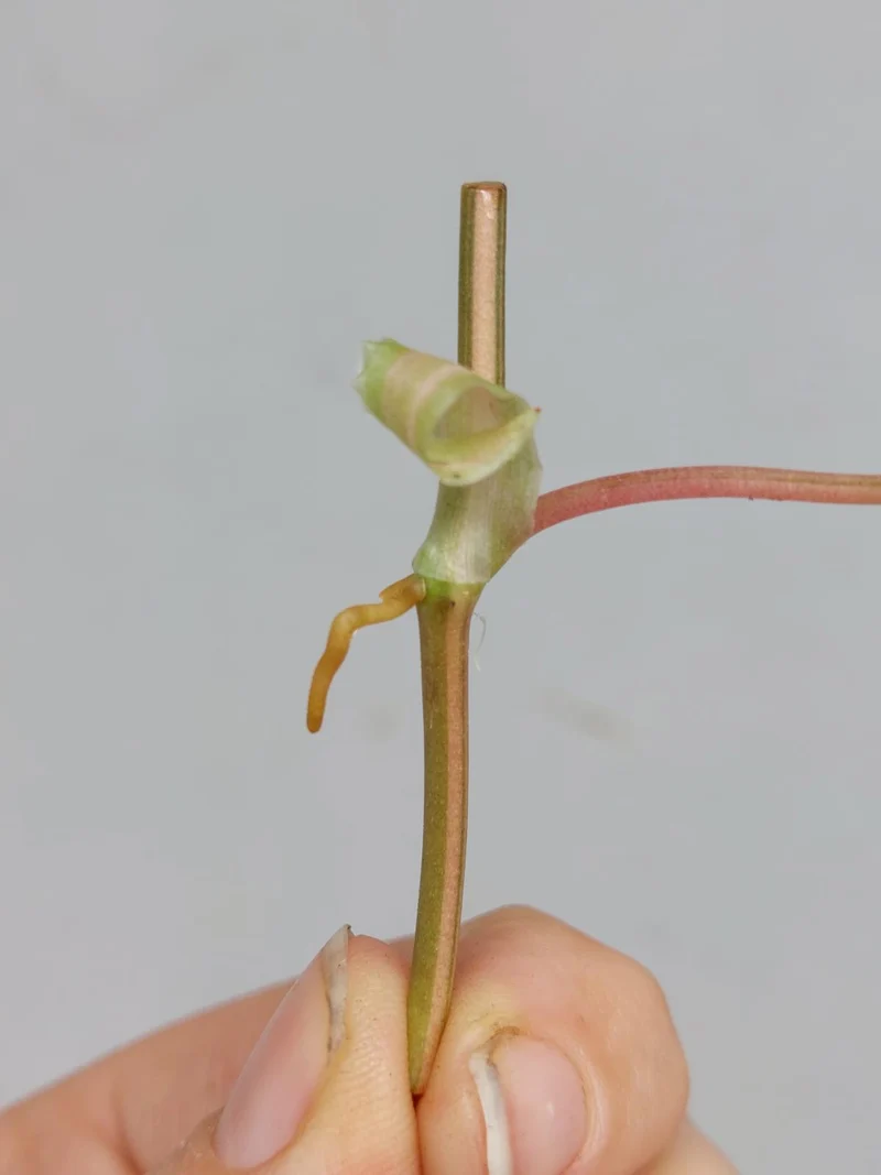Philodendron Micans Aurea Steckling
