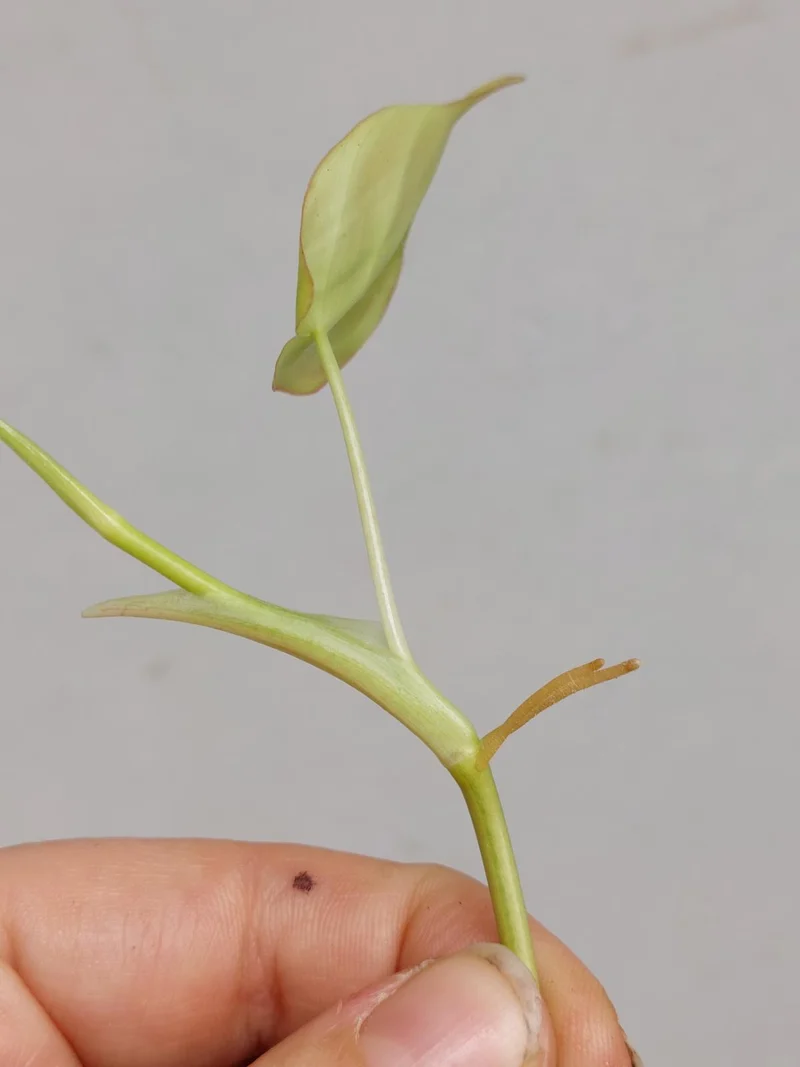 Philodendron Micans Aurea Steckling