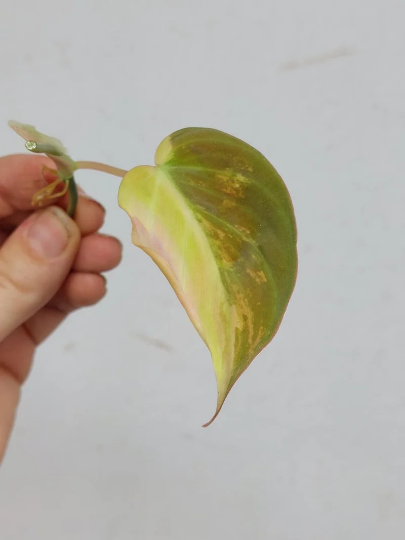 Philodendron Micans Aurea Steckling