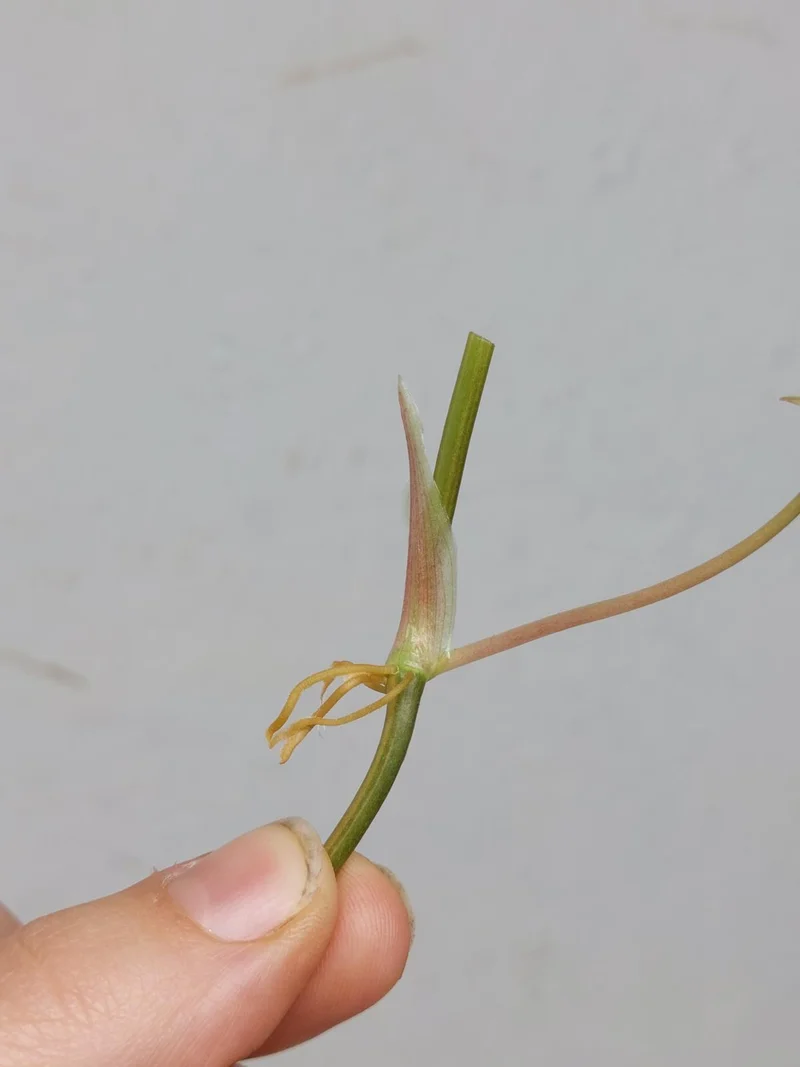 Philodendron Micans Aurea Steckling
