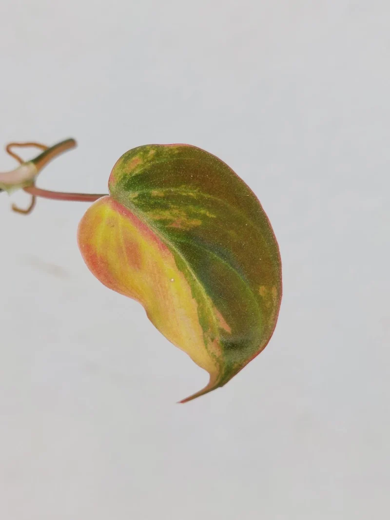 Philodendron Micans Aurea Steckling