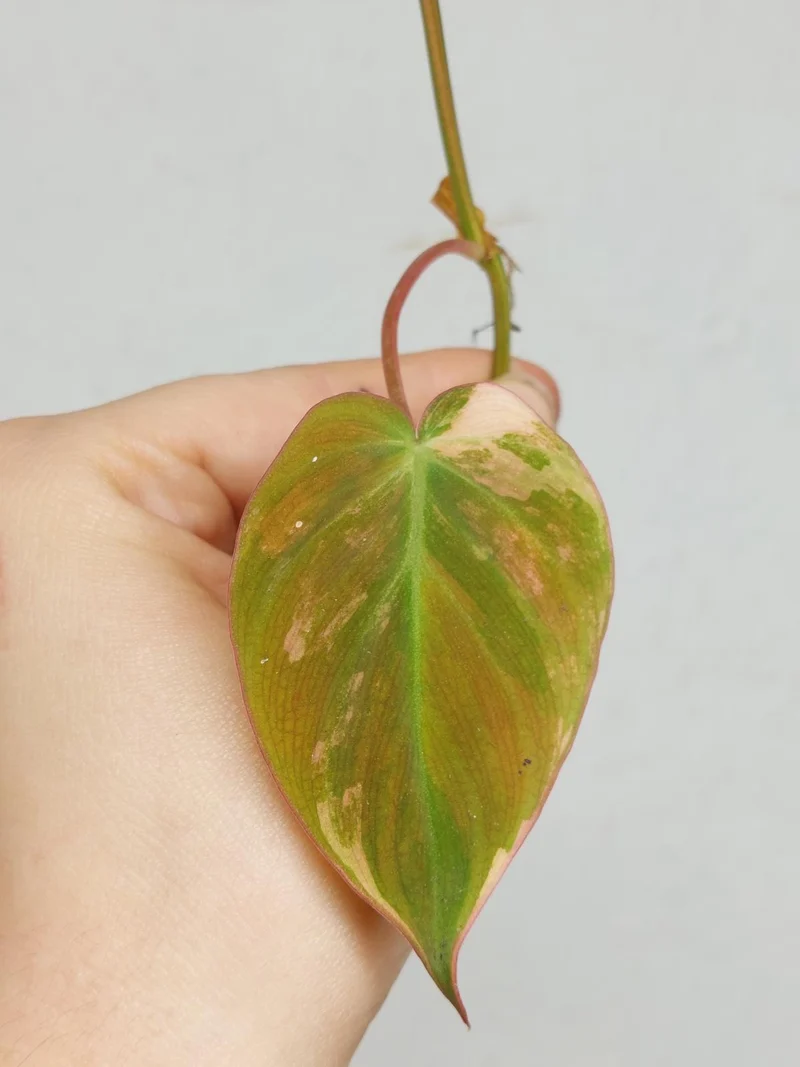 Philodendron Micans Aurea Steckling