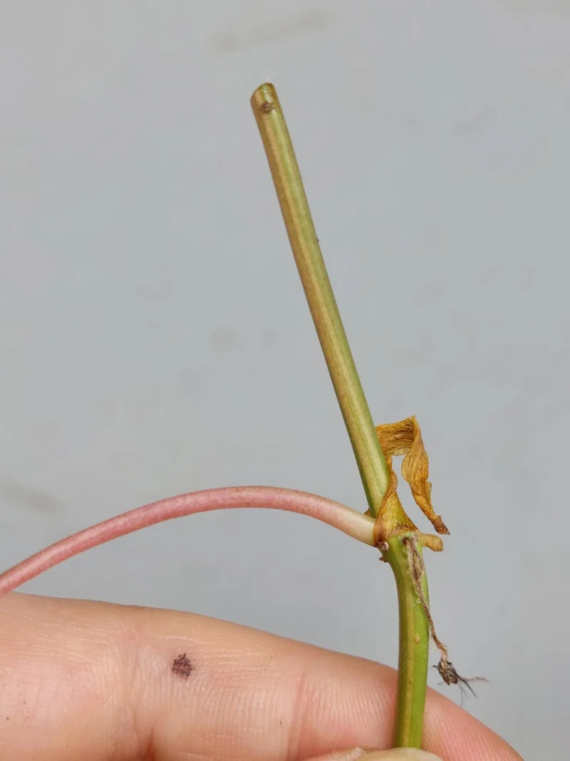 Philodendron Micans Aurea Steckling