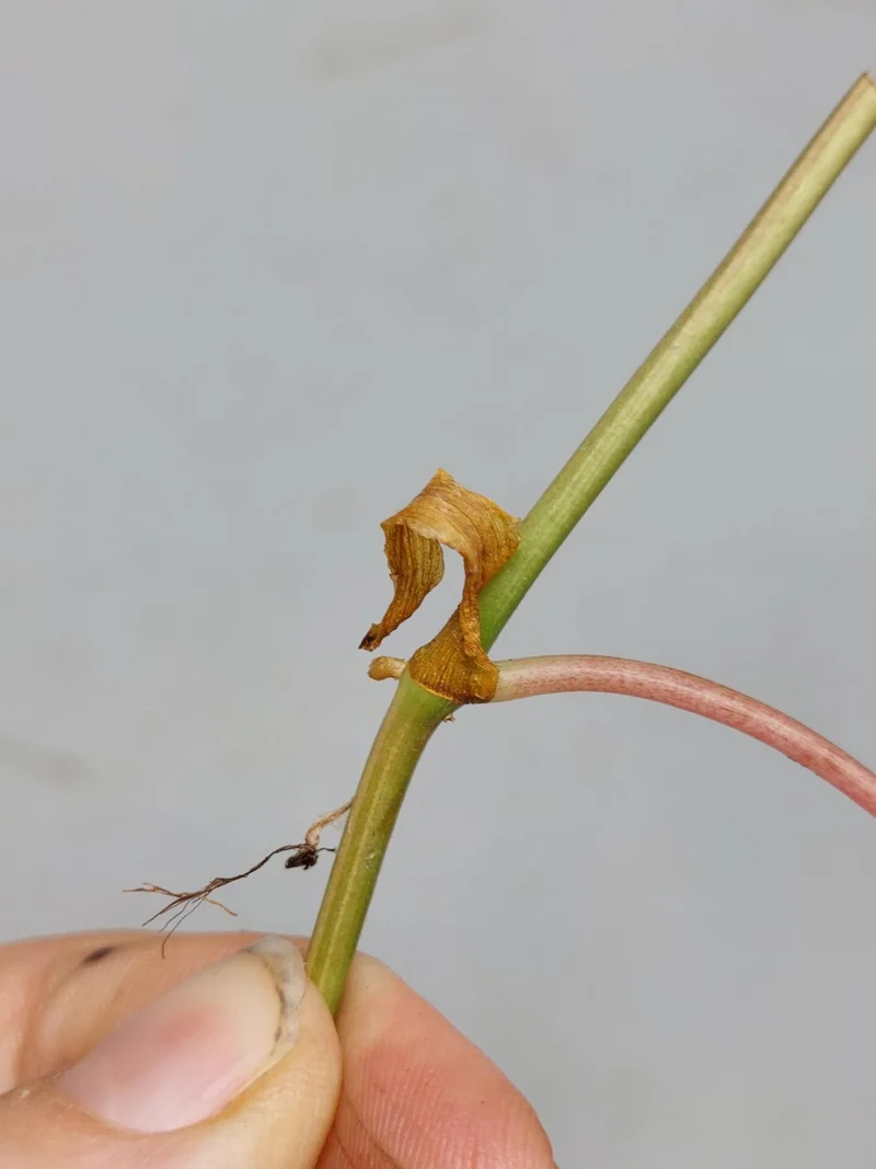 Philodendron Micans Aurea Steckling