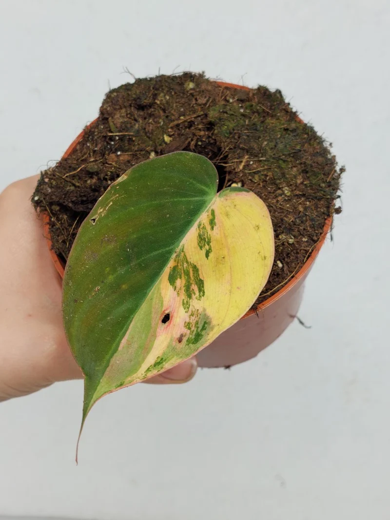 Philodendron Micans Aurea Steckling