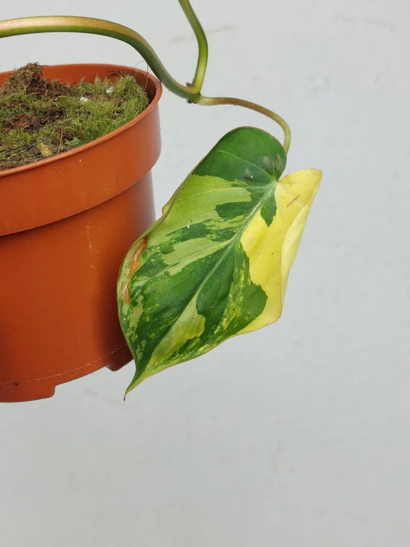 Philodendron Micans Aurea Steckling