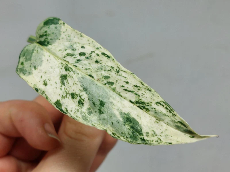 Epipremnum Cebu Blue Variegata Steckling