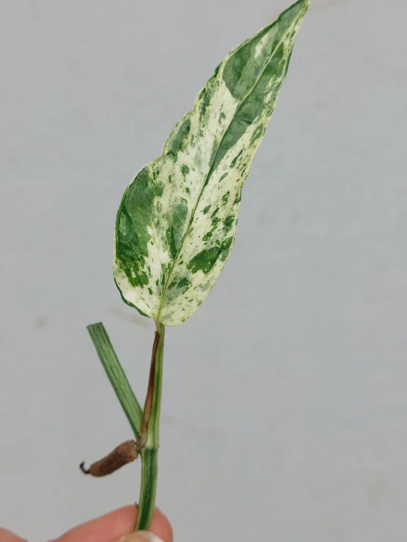 Epipremnum Cebu Blue Variegata Steckling