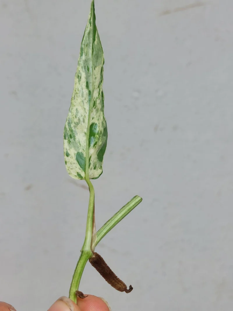 Epipremnum Cebu Blue Variegata Steckling