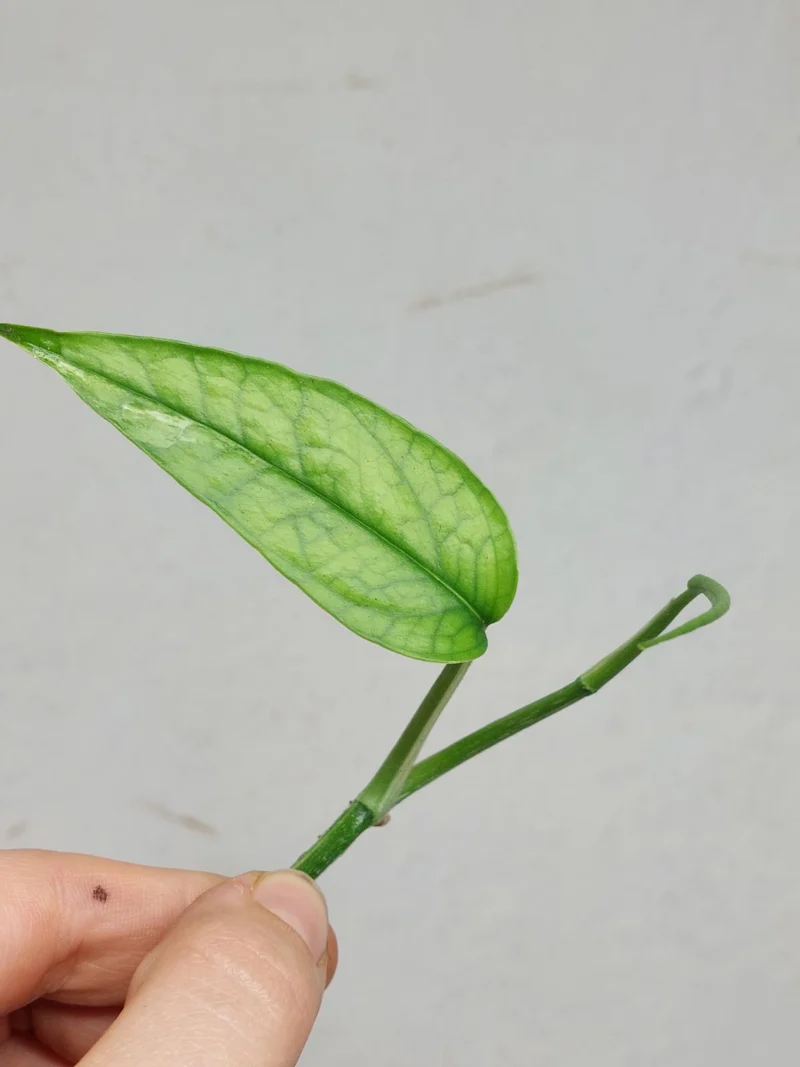 Epipremnum Cebu Blue Variegata Steckling
