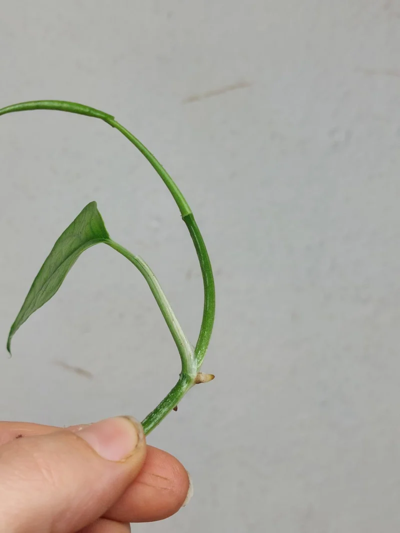 Epipremnum Cebu Blue Variegata Steckling