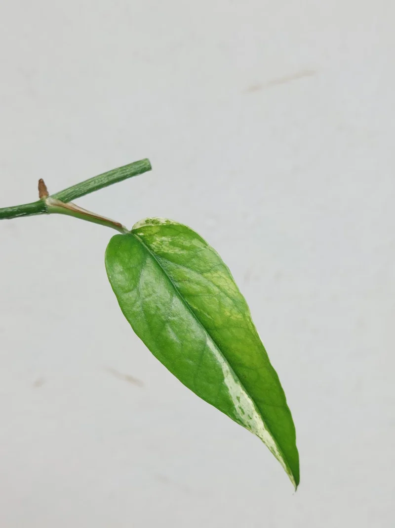 Epipremnum Cebu Blue Variegata Steckling