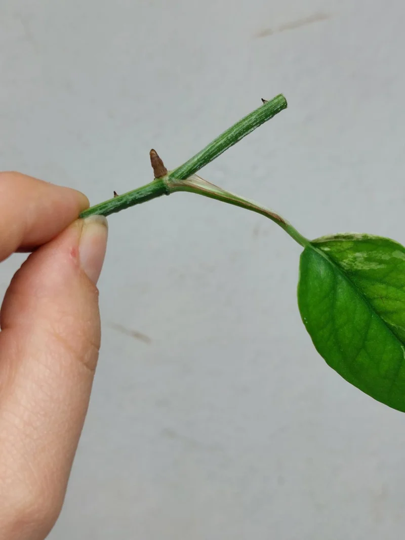Epipremnum Cebu Blue Variegata Steckling