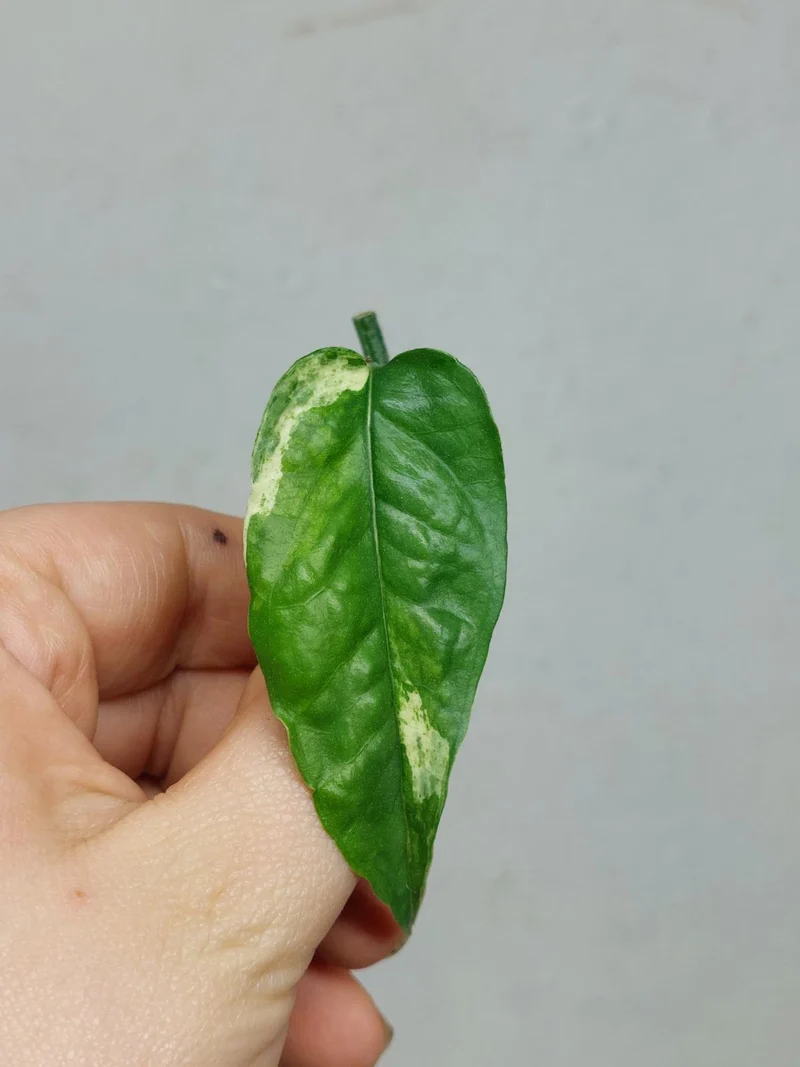 Epipremnum Cebu Blue Variegata Steckling