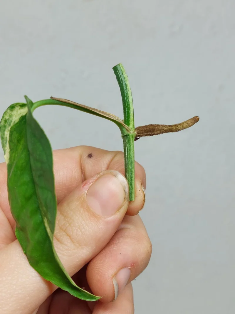 Epipremnum Cebu Blue Variegata Steckling
