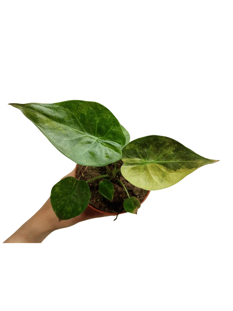 Alocasia Wentii Aurea