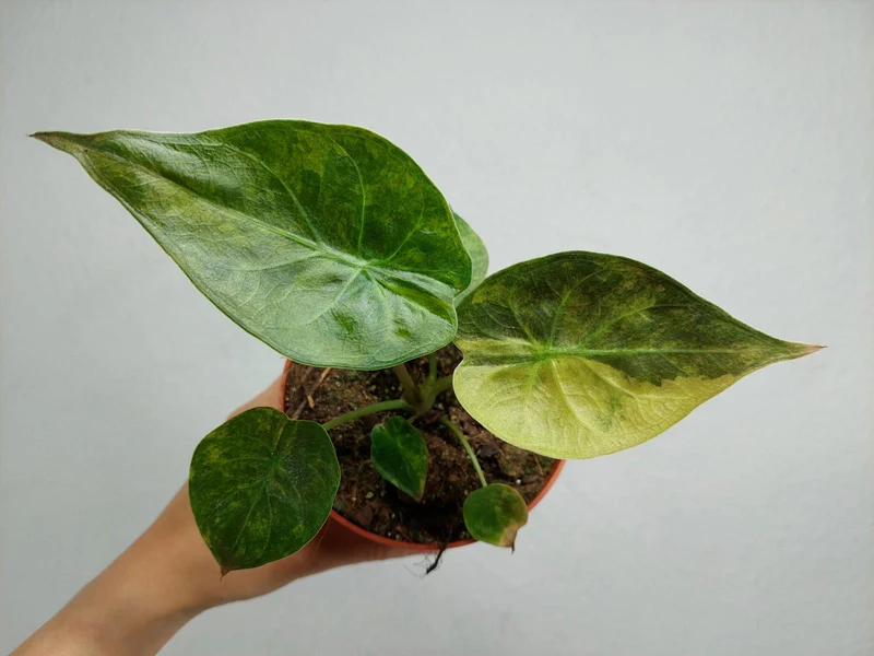 Alocasia Wentii Aurea